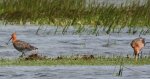 Rycyk, szlamik rycyk, szlamnik rycyk (Limosa limosa)