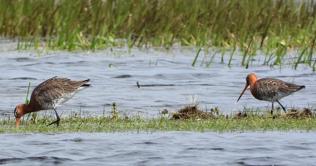 Rycyk, szlamik rycyk, szlamnik rycyk (Limosa limosa)