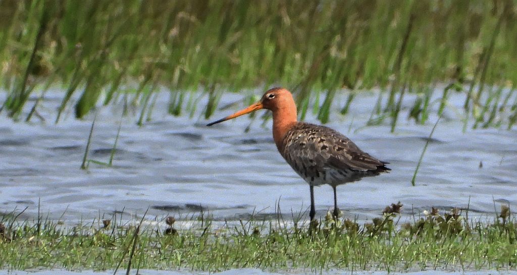 Rycyk, szlamik rycyk, szlamnik rycyk (Limosa limosa)
