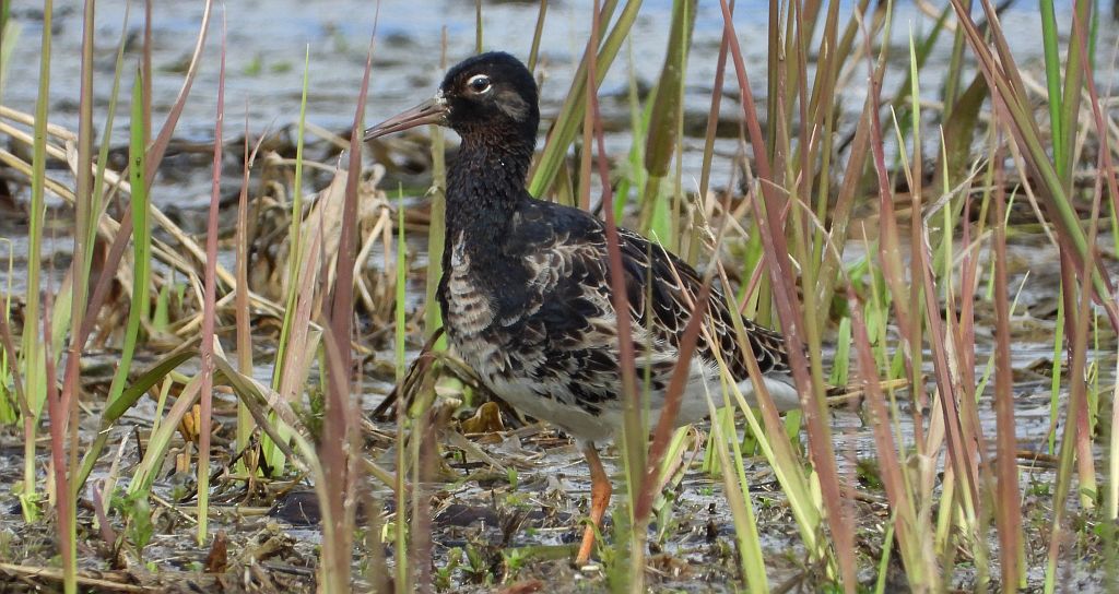 Batalion, bojownik batalion, biegus bojownik, bojownik zmienny (Calidris pugnax)