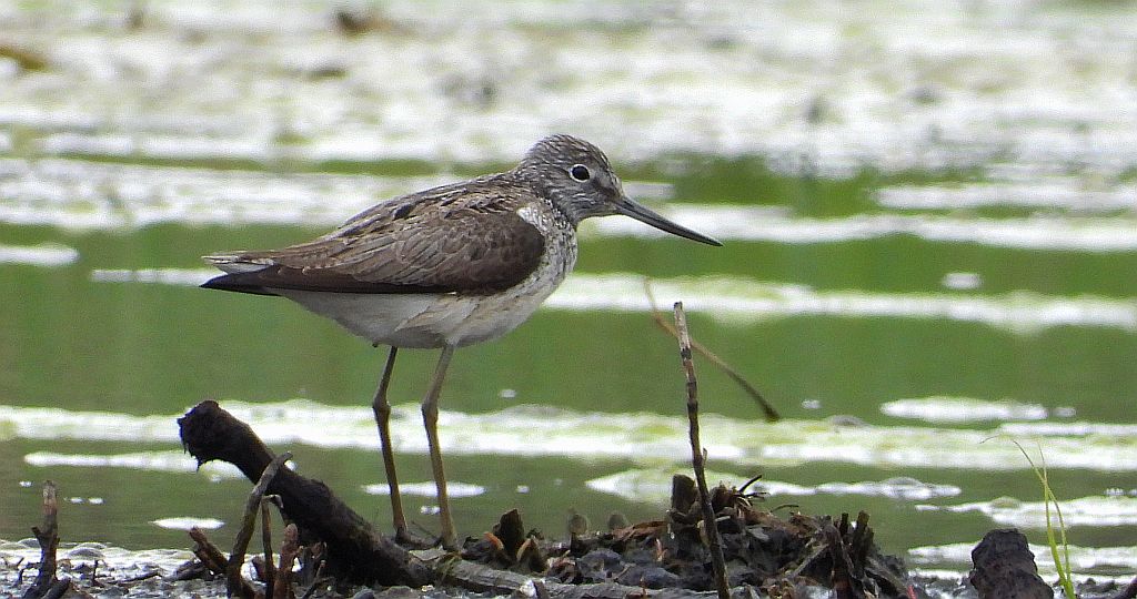Kwokacz, brodziec kwokacz (Tringa nebularia)