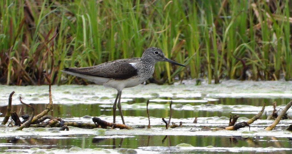 Kwokacz, brodziec kwokacz (Tringa nebularia)