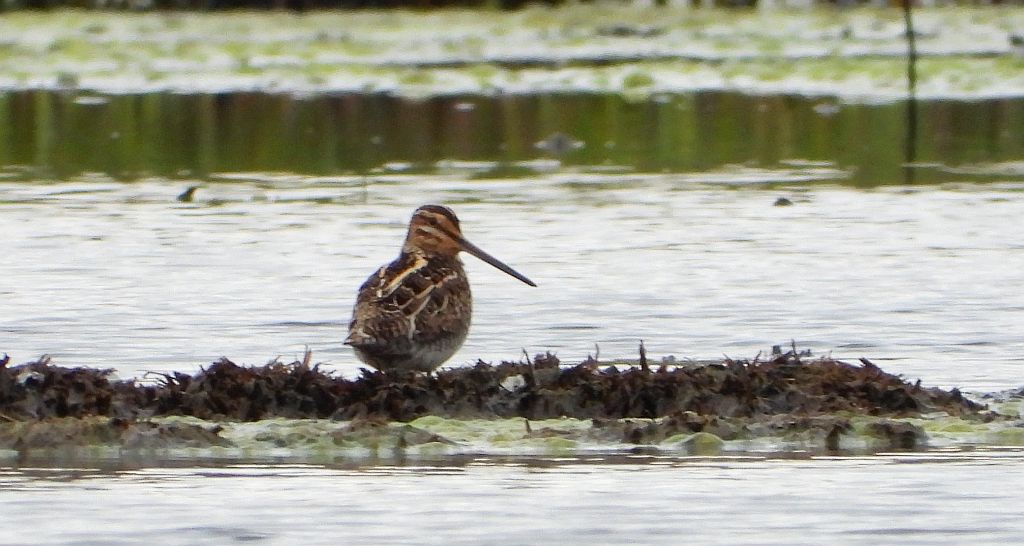Kszyk (Gallinago gallinago)