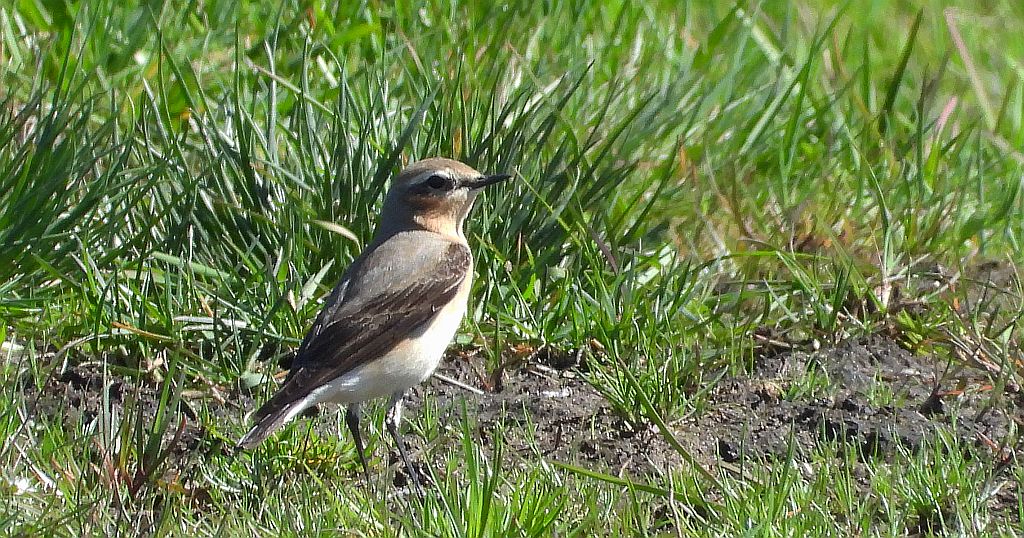 Białorzytka zwyczajna, białorzytka (Oenanthe oenanthe)