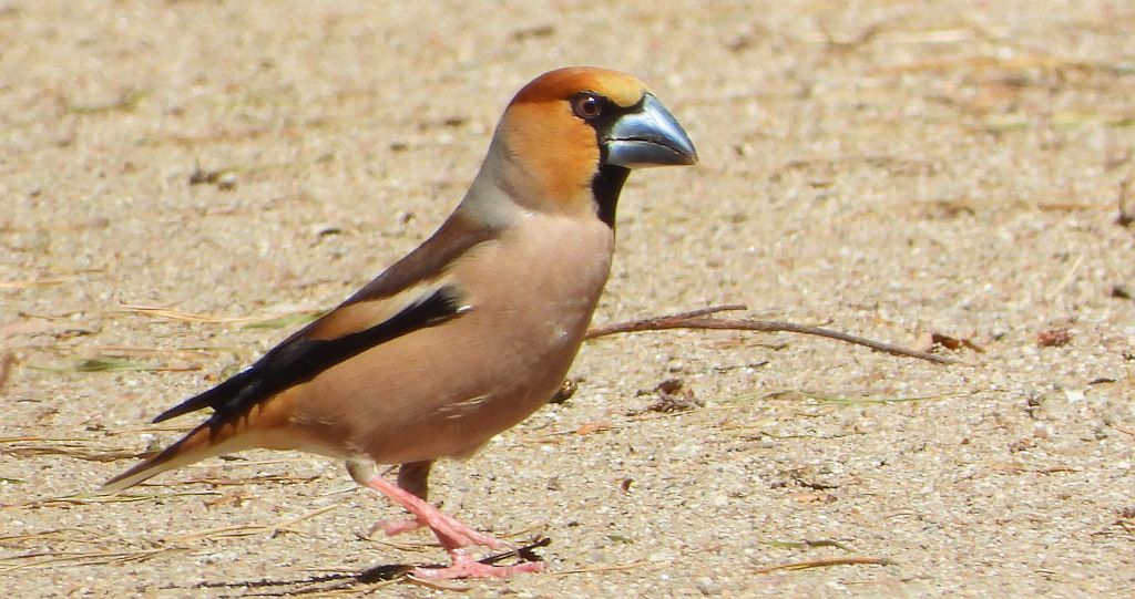 Grubodziób zwyczajny, grubodziób, pestkojad, grabołusk (Coccothraustes coccothraustes)
