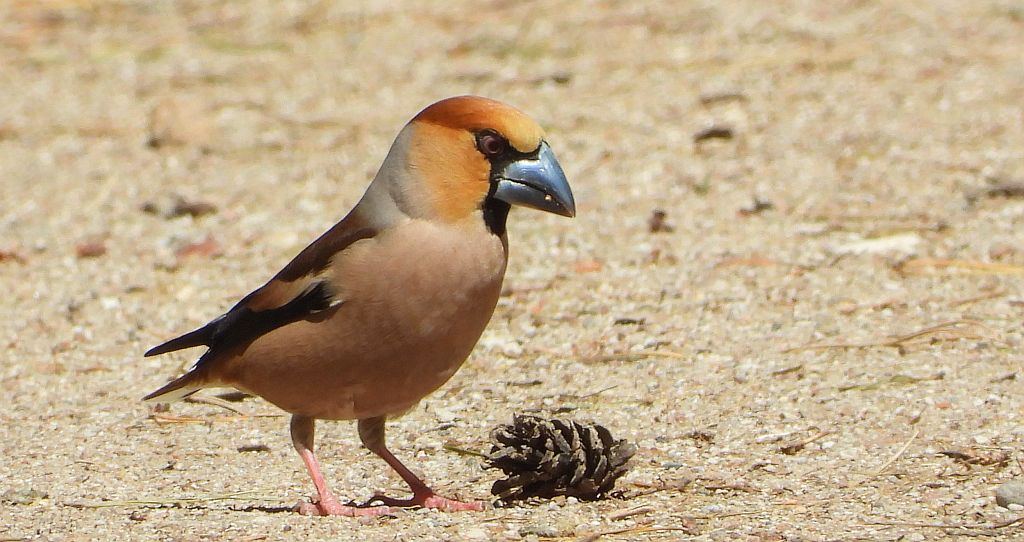 Grubodziób zwyczajny, grubodziób, pestkojad, grabołusk (Coccothraustes coccothraustes)
