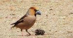 Grubodziób zwyczajny, grubodziób, pestkojad, grabołusk (Coccothraustes coccothraustes)