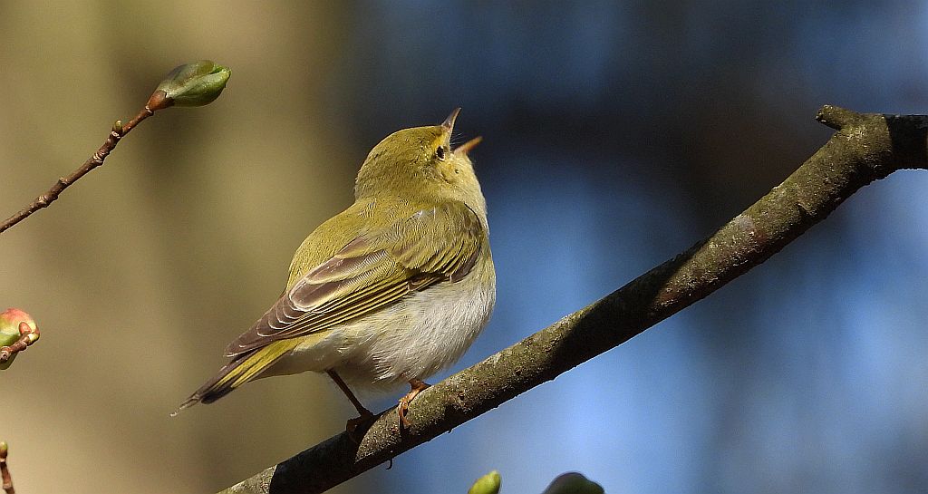 Świstunka leśna (Rhadina sibilatrix)
