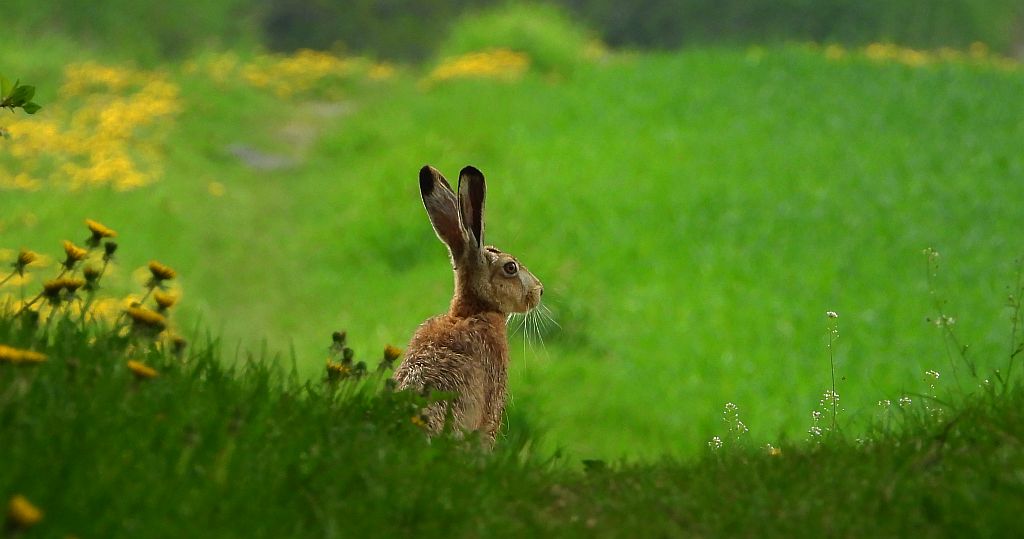 Zając szarak, szarak (Lepus europaeus)