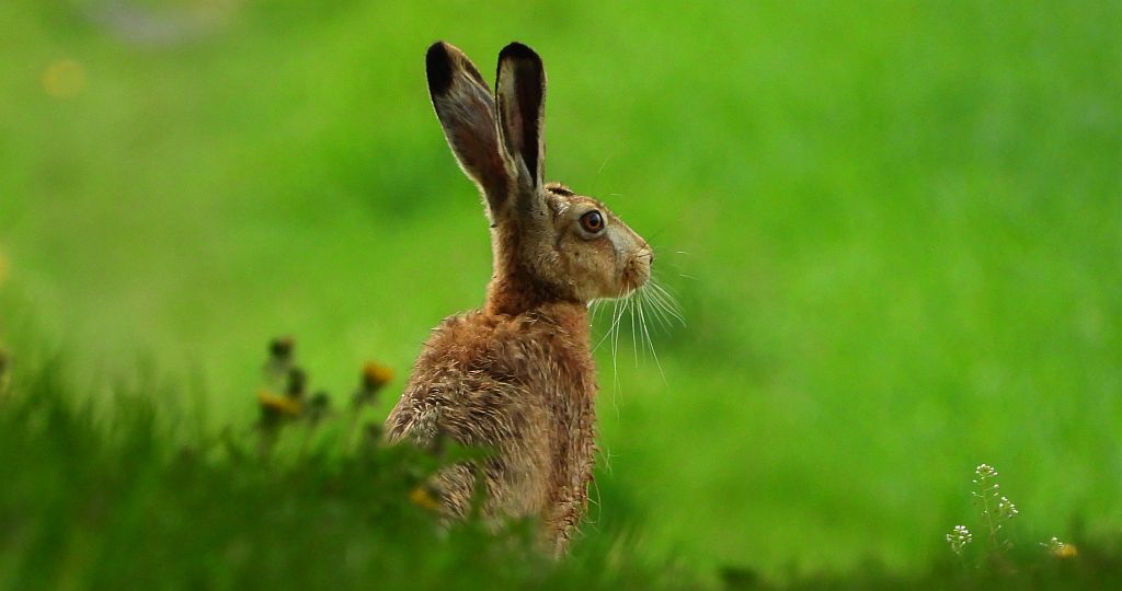 Zając szarak, szarak (Lepus europaeus)