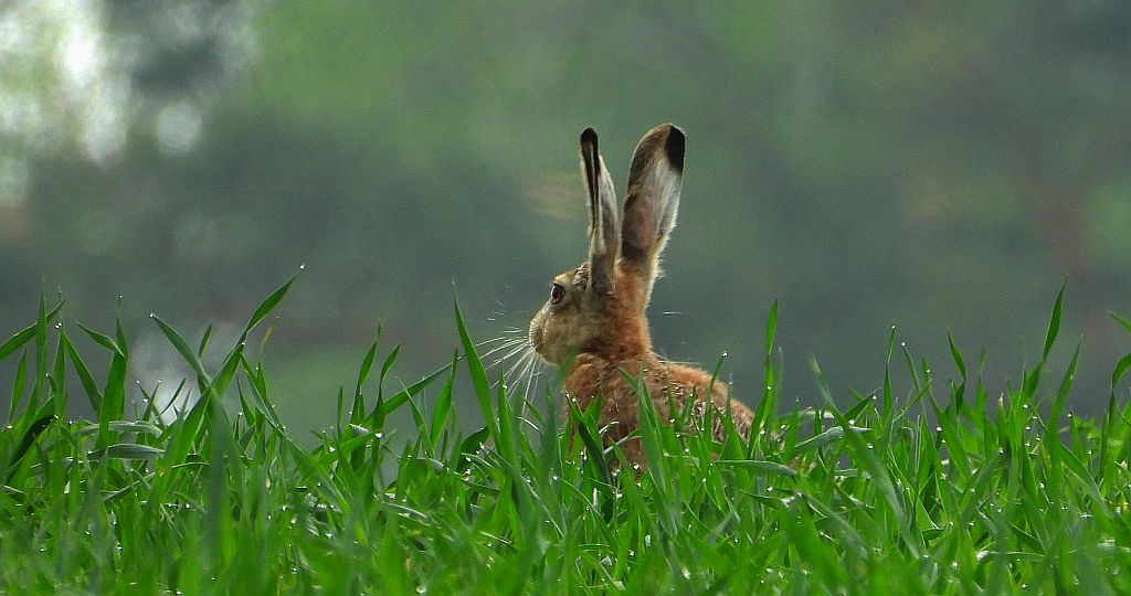 Zając szarak, szarak (Lepus europaeus)