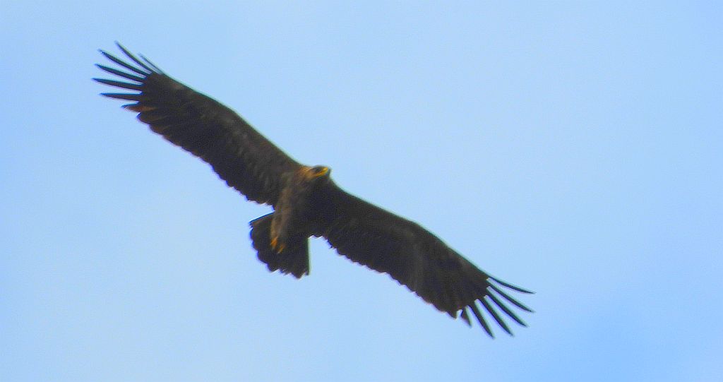 Orlik krzykliwy (Clanga pomarina)