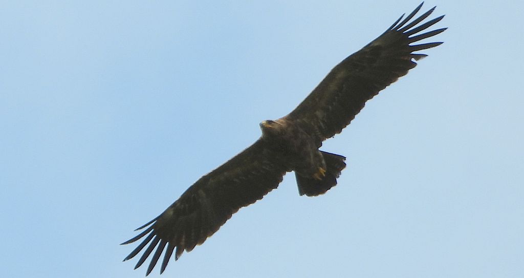 Orlik krzykliwy (Clanga pomarina)