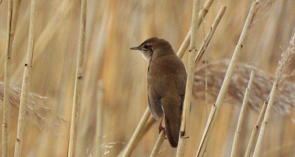 Brzęczka (Locustella luscinioides)
