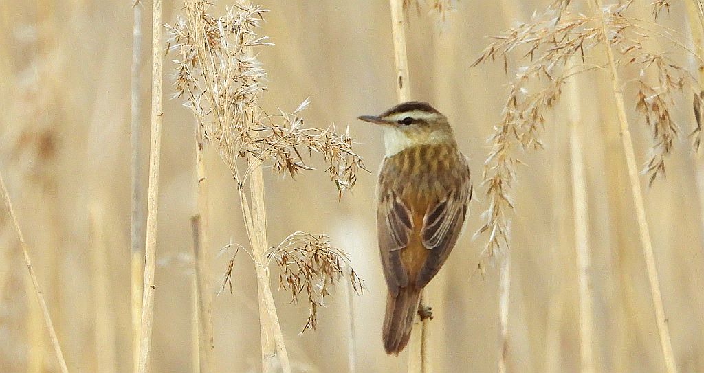 Rokitniczka (Acrocephalus schoenobaenus)