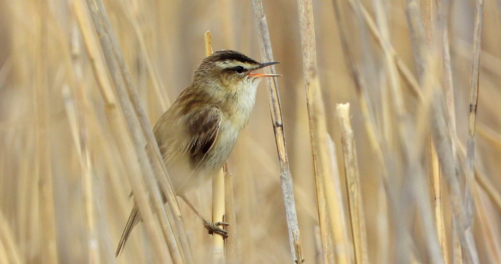Rokitniczka (Acrocephalus schoenobaenus)