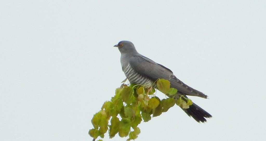 Kukułka, kukułka pospolita, gżegżółka, zazula (Cuculus canorus)