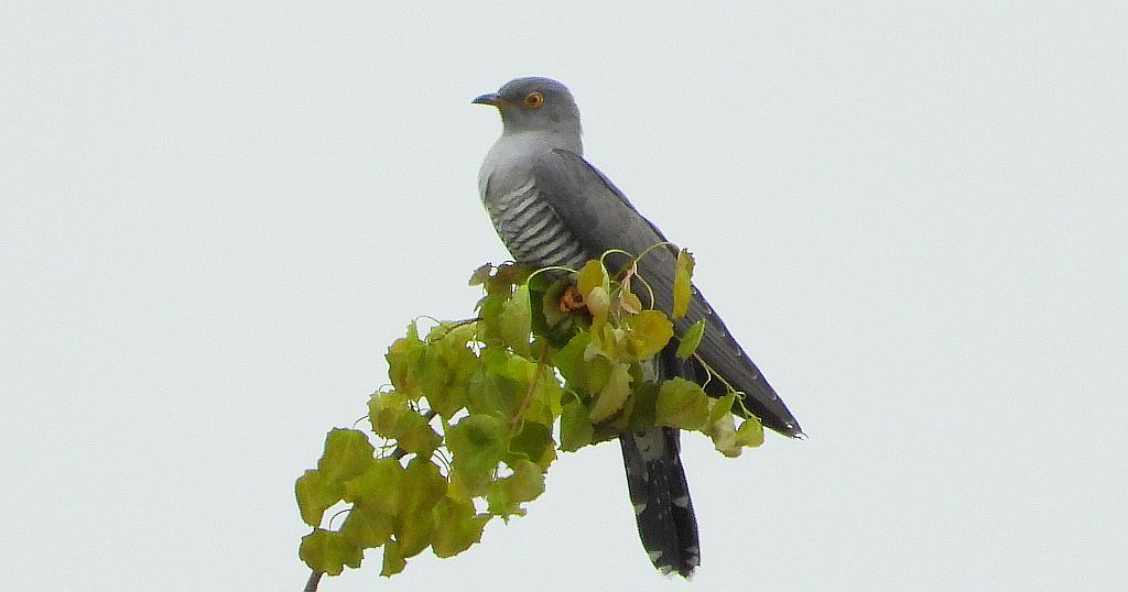 Kukułka, kukułka pospolita, gżegżółka, zazula (Cuculus canorus)
