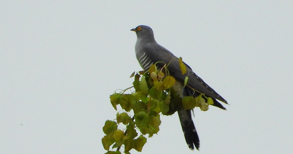Kukułka, kukułka pospolita, gżegżółka, zazula (Cuculus canorus)