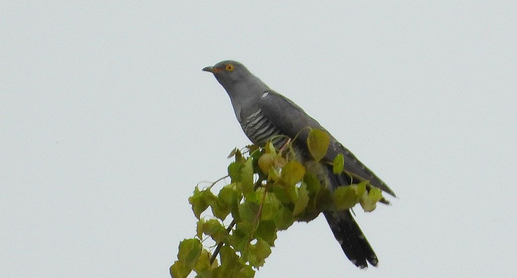 Kukułka, kukułka pospolita, gżegżółka, zazula (Cuculus canorus)