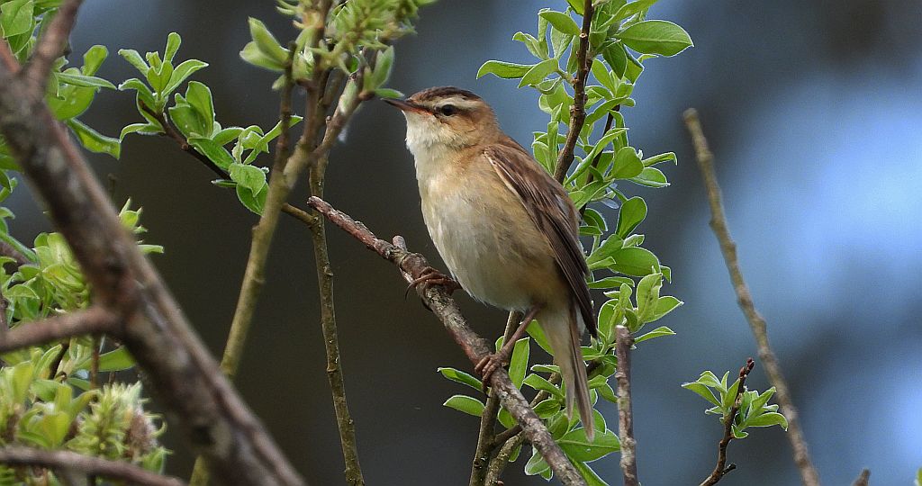 Rokitniczka (Acrocephalus schoenobaenus)