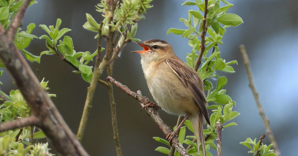 Rokitniczka (Acrocephalus schoenobaenus)