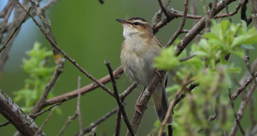 Rokitniczka (Acrocephalus schoenobaenus)