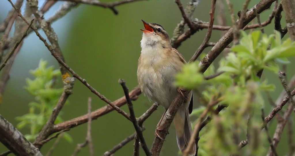 Rokitniczka (Acrocephalus schoenobaenus)