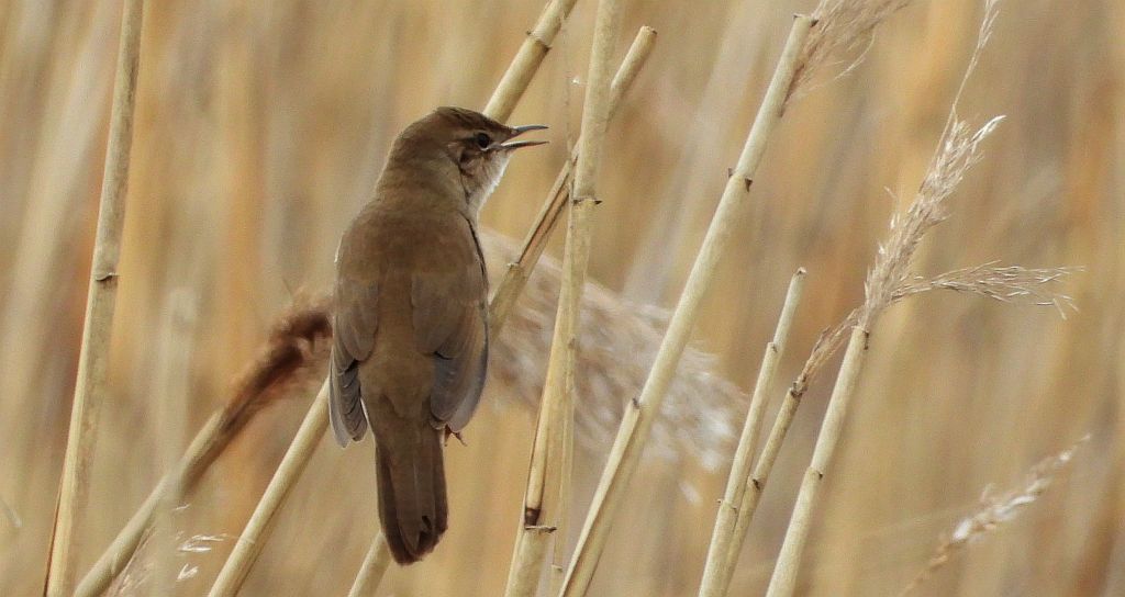Brzęczka (Locustella luscinioides)
