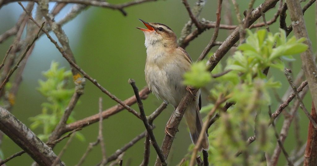 Rokitniczka (Acrocephalus schoenobaenus)