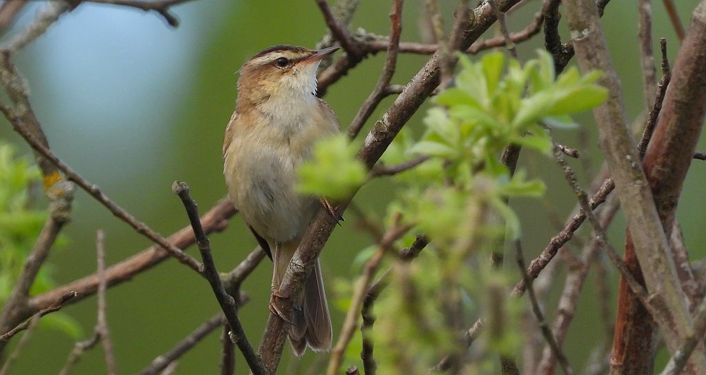 Rokitniczka (Acrocephalus schoenobaenus)