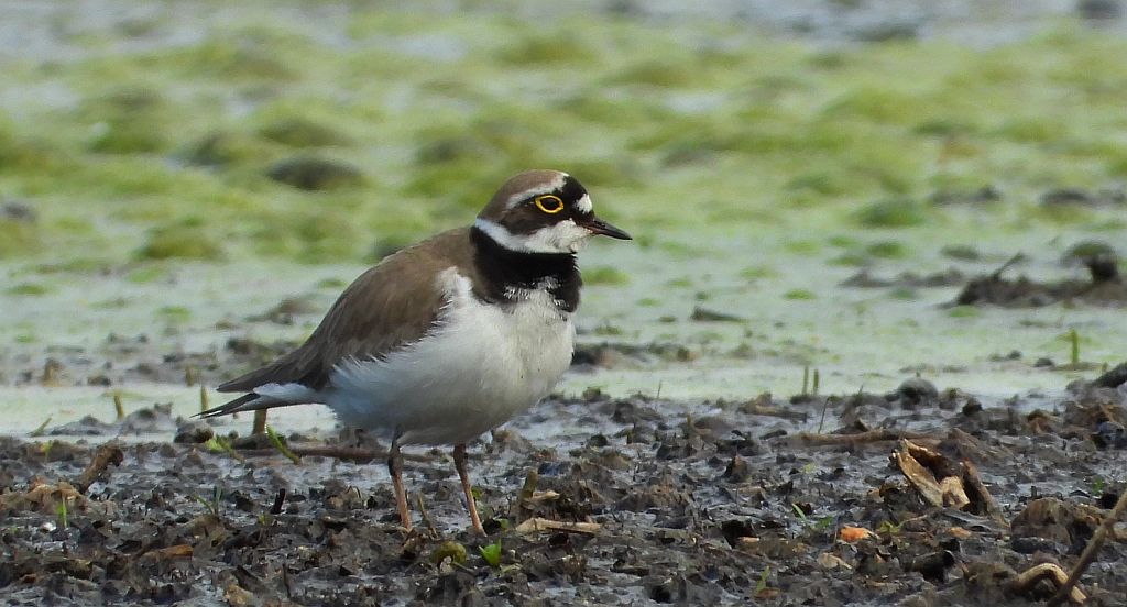 Sieweczka obrożna, lądowiec (Charadrius hiaticula)