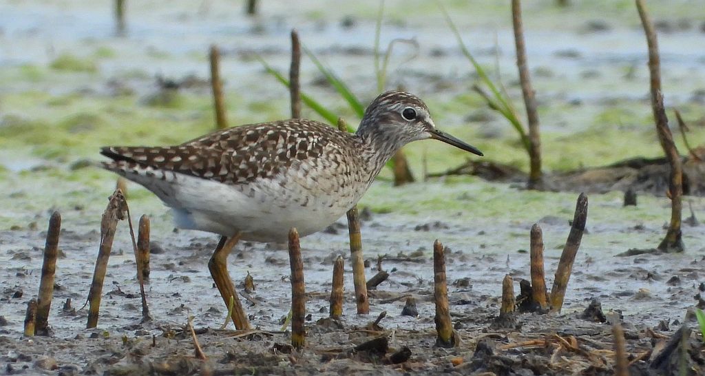 Łęczak, brodziec leśny, trawnik (Tringa glareola)