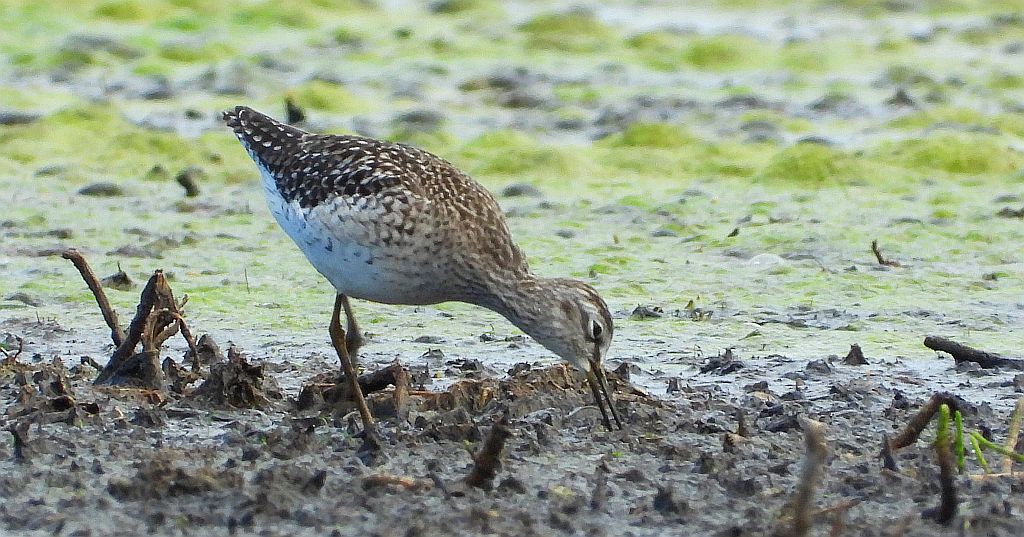 Łęczak, brodziec leśny, trawnik (Tringa glareola)