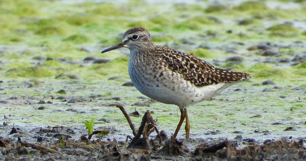 Łęczak, brodziec leśny, trawnik (Tringa glareola)