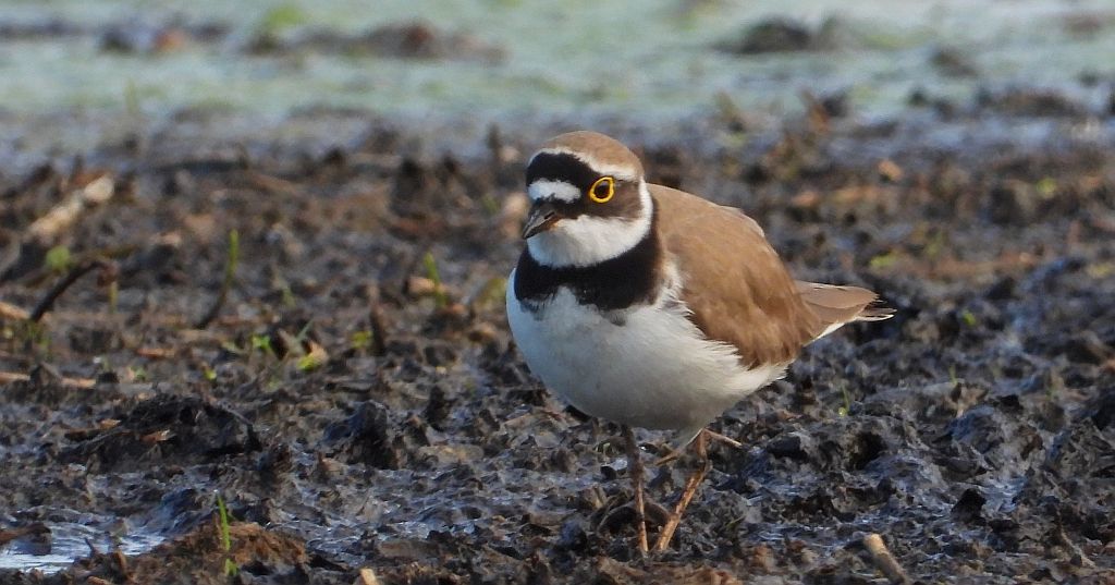 Sieweczka obrożna, lądowiec (Charadrius hiaticula)