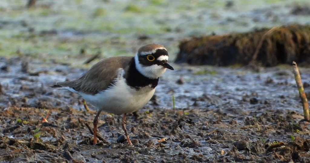 Sieweczka obrożna, lądowiec (Charadrius hiaticula)