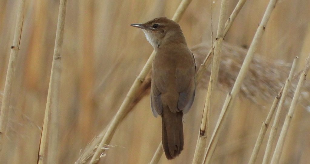 Brzęczka (Locustella luscinioides)