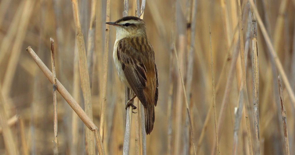 Rokitniczka (Acrocephalus schoenobaenus)