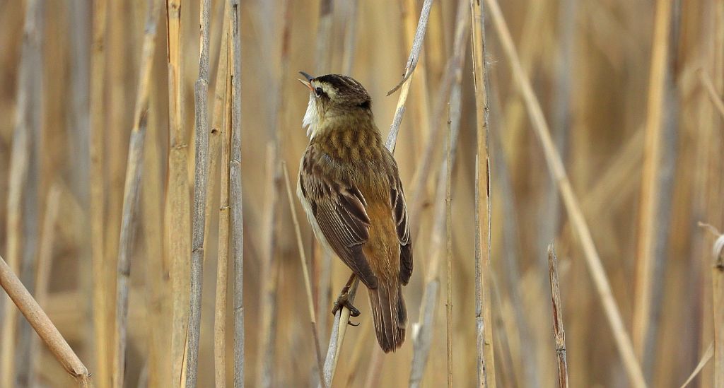 Rokitniczka (Acrocephalus schoenobaenus)