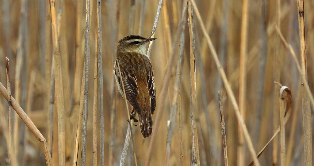 Rokitniczka (Acrocephalus schoenobaenus)