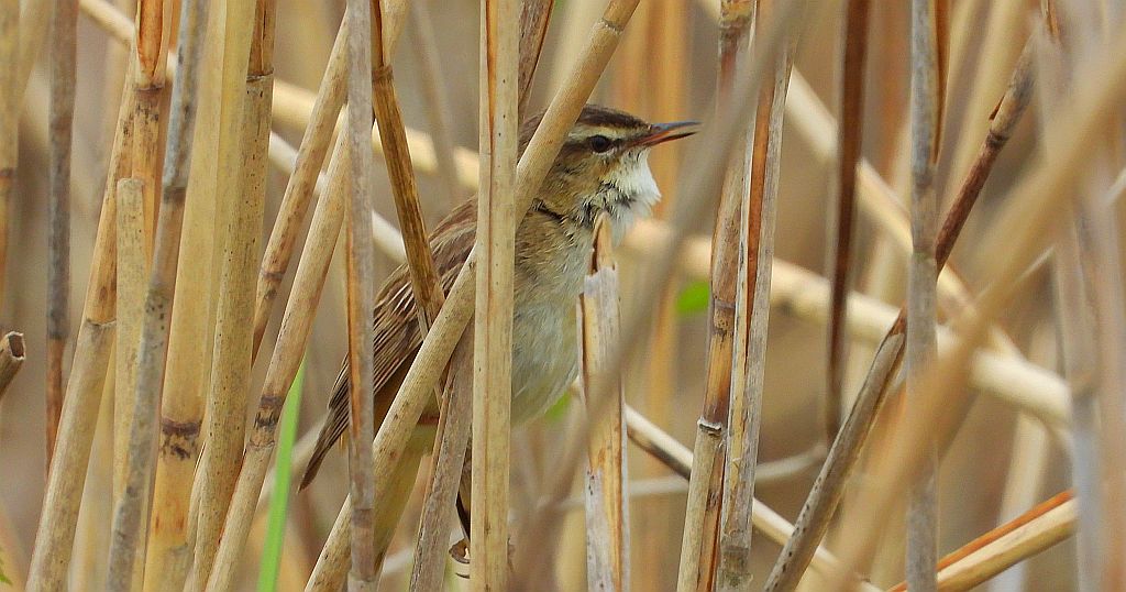 Rokitniczka (Acrocephalus schoenobaenus)