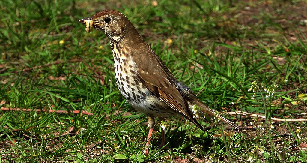 Drozd śpiewak, śpiewak (Turdus philomelos)