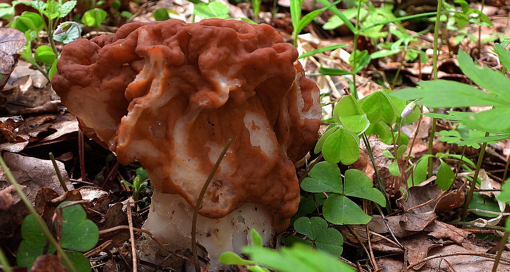 Piestrzenica olbrzymia (Gyromitra gigas)