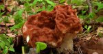Piestrzenica olbrzymia (Gyromitra gigas)