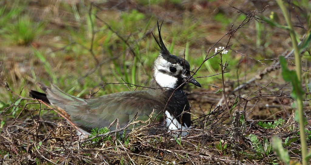 Czajka zwyczajna, czajka, czajka pospolita (Vanellus vanellus)