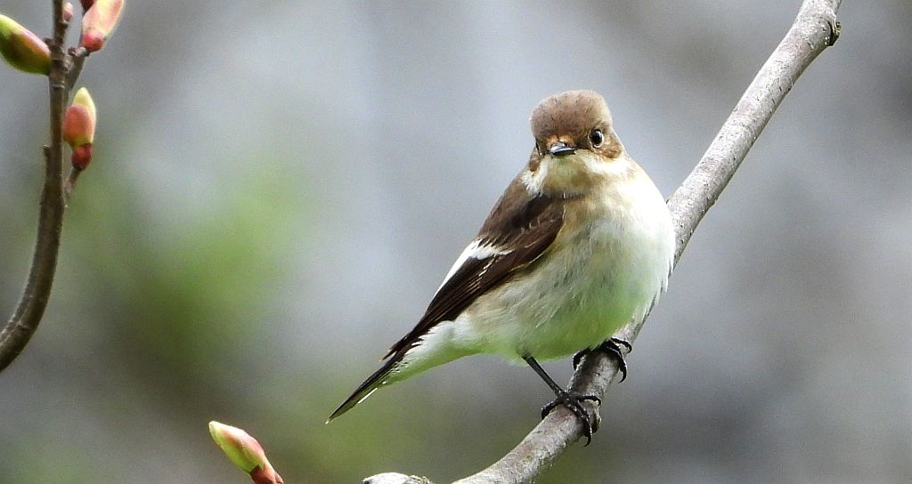 Muchołówka żałobna (Ficedula hypoleuca)