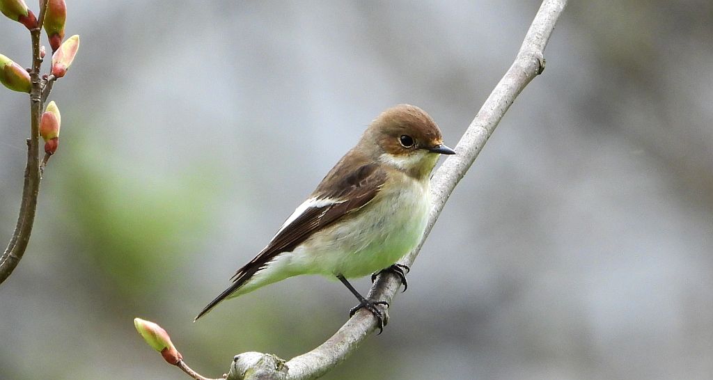 Muchołówka żałobna (Ficedula hypoleuca)