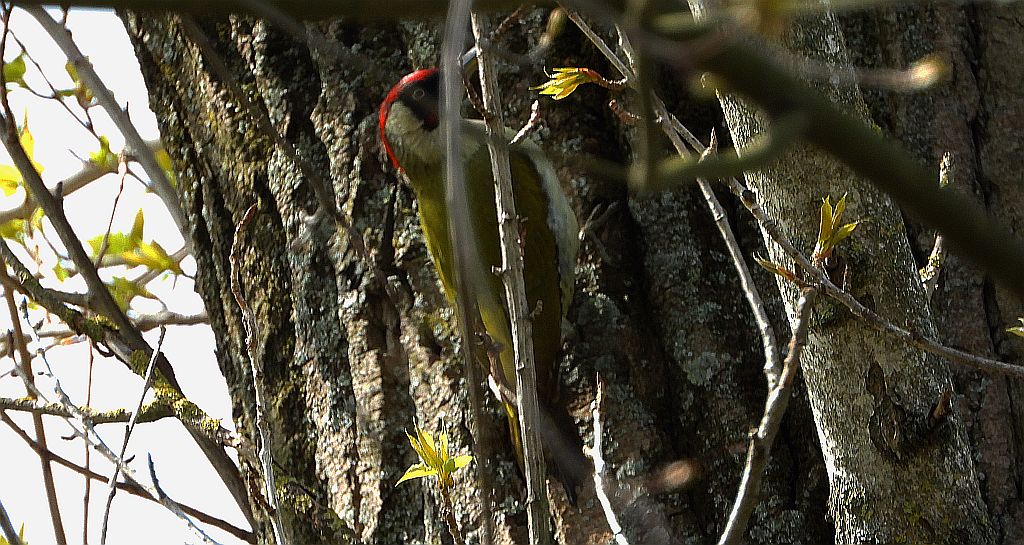 Dzięcioł zielony (Picus viridis)