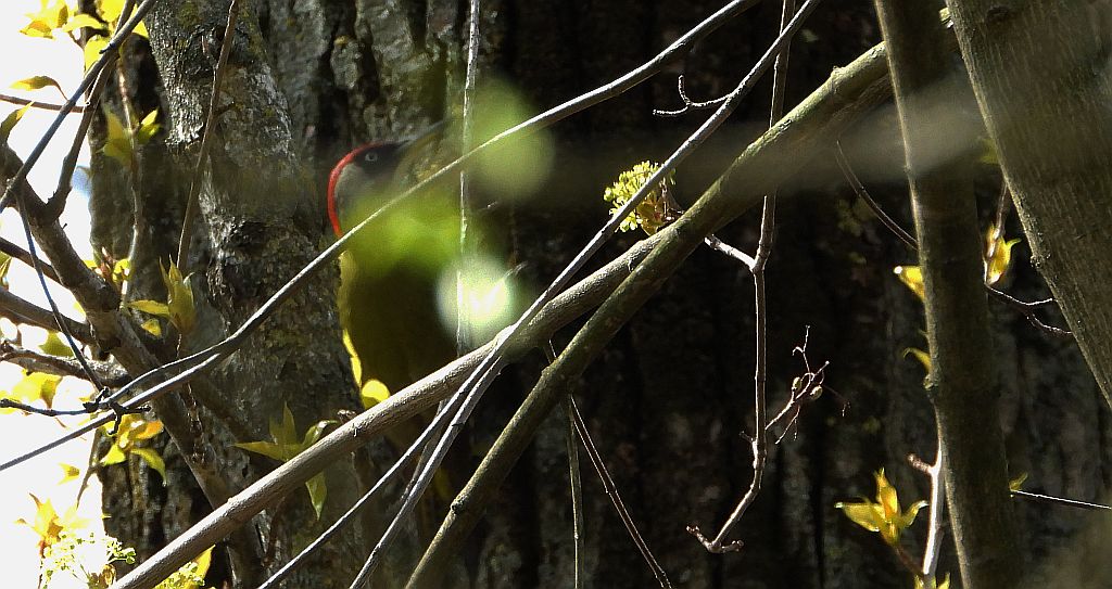 Dzięcioł zielony (Picus viridis)
